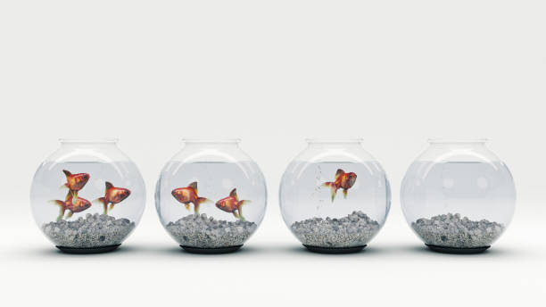 la capacidad de concentración de un pez de acuario. - fishbowl crowded goldfish claustrophobic fotografías e imágenes de stock