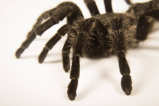 istock Closeup of mexican spider -tarantula (brachypelma albopilosum) 658638550