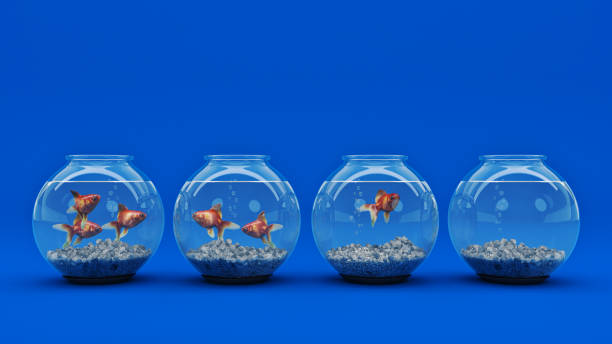 la capacidad de concentración de un pez de acuario. - fishbowl crowded goldfish claustrophobic fotografías e imágenes de stock