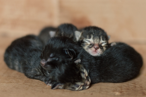 Little blind newborn baby kittens sleeping in a cardboard box