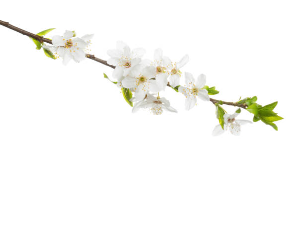 istock Branch in blossom isolated on white background. Cherry plum 658643208