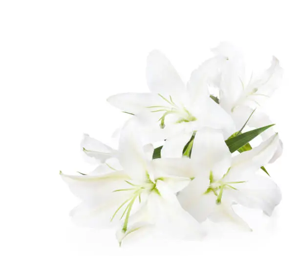 Photo of Bouquet of white lilies  ( isolated on white background).