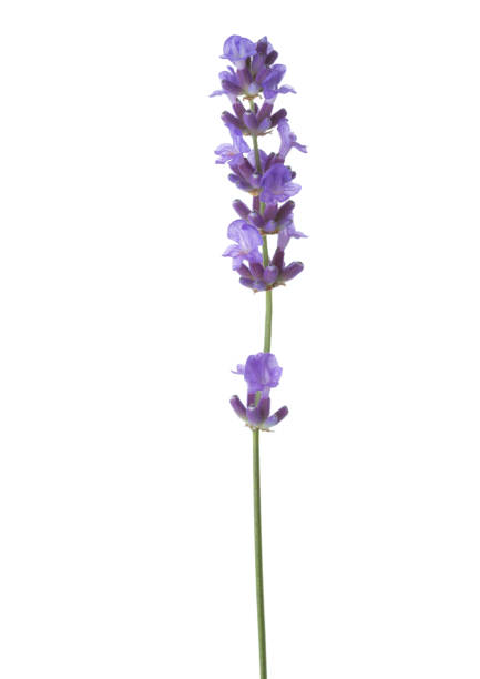 istock Sprig of lavender  isolated on white background 658643240