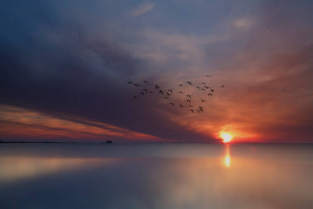 istock Delta del Ebro, Tarragona, Spain 658643374