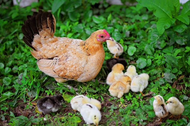 istock Hen with chickens on the green grass. 658646536