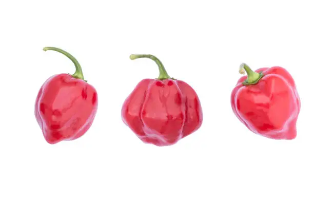 Photo of Habanero Red Savina: Very hot red chili pepper