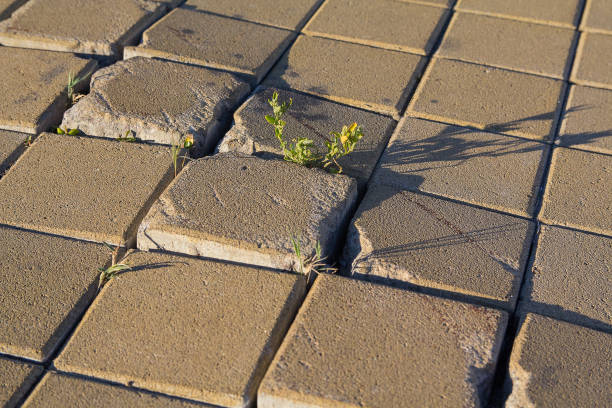 istock Plant makes its way through the tile pavement. Nature 658650110