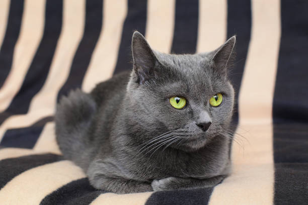 istock British gray cat with green eyes lying on striped couch 658650204