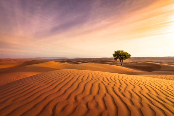 desert sunset lonely tree in the desert of oman. desert oasis stock pictures, royalty-free photos & images