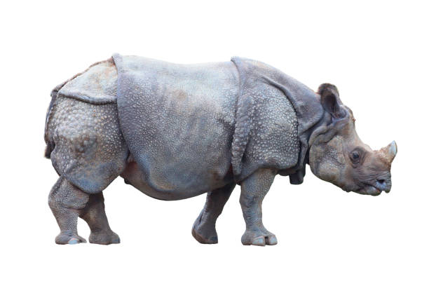Indian rhino isolated on white