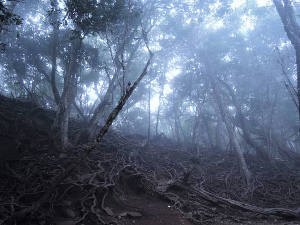 Spooky forest Evening fog rolling through the valley giving a spooky air to the forest. kodaikanal photos stock pictures, royalty-free photos & images