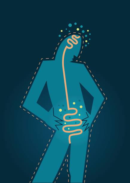 Human silhouette digestive system and intestinal flora - illustration vector art illustration