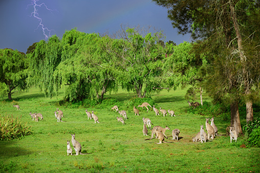 Kangaroo flock with children. Flash and rainbow in storm