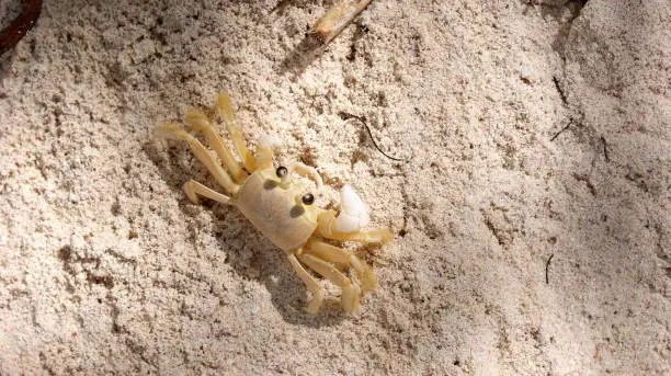 Crab on the beach, Dominican Republic
