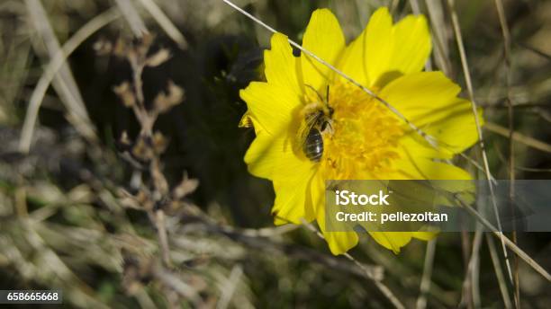 Wildflower In Nature Stock Photo - Download Image Now - Flower, Gardening, Horizontal