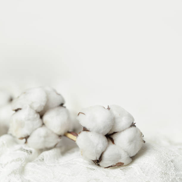 istock Background with cotton flower closeup 658665742