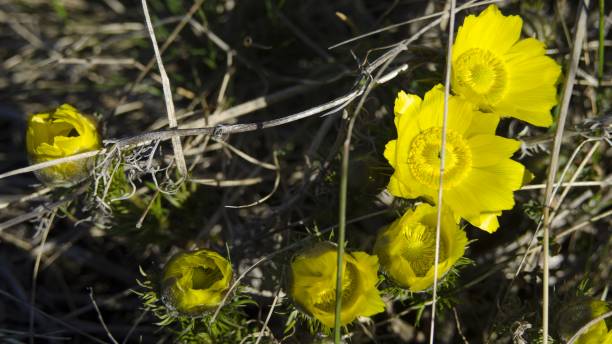 istock wildflower in nature 658665768