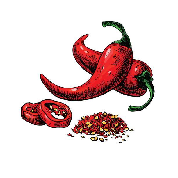illustrazioni stock, clip art, cartoni animati e icone di tendenza di illustrazione vettoriale disegnata a mano di chili pepper. oggetto in stile artistico vegetale. isolato caldo piccante - chili pepper illustrations
