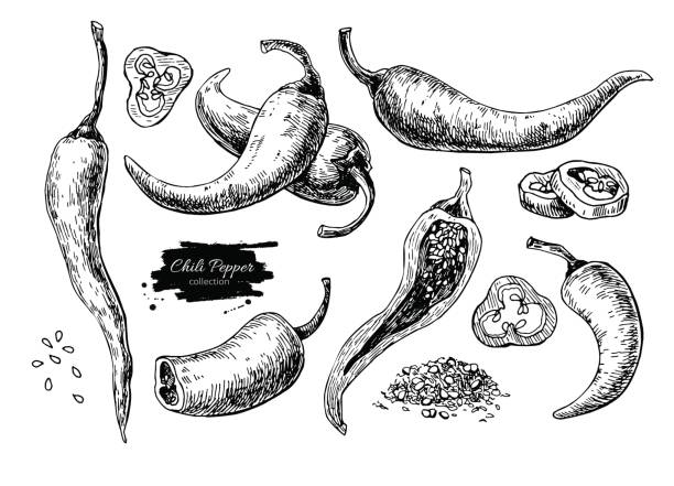 Chili Pepper hand drawn vector illustration. Vegetable engraved style object. Chili Pepper hand drawn vector illustration. Vegetable engraved style object. Isolated hot spicy mexican pepper, sliced and crushed pieces, seed. Detailed vegetarian food drawing. Eco Farm market product. Paprika icon chilli pepper stock illustrations