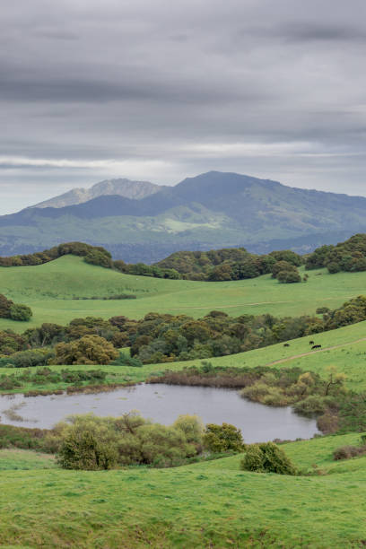 mount diablo z parku regionalnego briones - mt diablo state park zdjęcia i obrazy z banku zdjęć