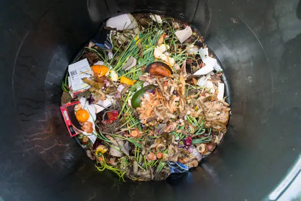 Photo of a plastic home composting bin with freshly intorduced kitchen scraps and other biodegradable matter on top. Composting is a way to recycle food and garden waste at home. The compost can be used as a garden fertilizer.