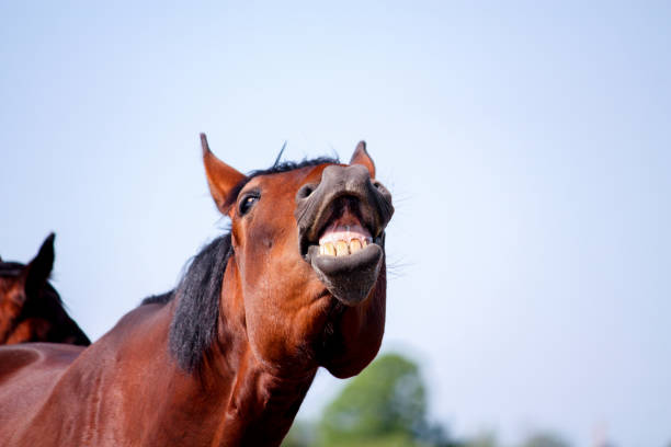 cheval brun souriant - horse animal head laughing animal photos et images de collection