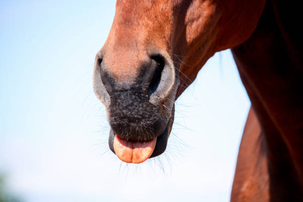 Brown horse showing tongue