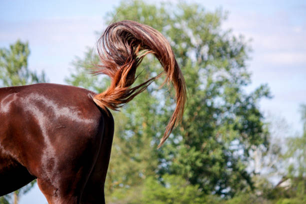 Brown horse swinging its tail to protect from insects