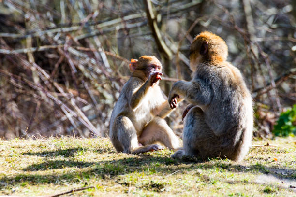istock Little Berber monkeys fight together 658669318