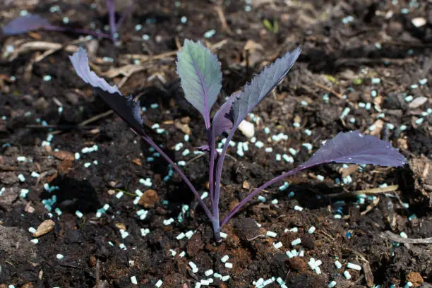 Photo of Vegetable (red cabbage) seedling being protected from slugs and snails with slug pellets. (The slug pellets are organically approved ferric phosphate ones.)