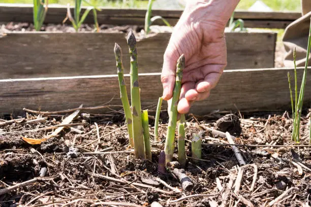 Asparagus is a perennial vegetable, it is shown here growing in a raised bed. The young shoots are picked before they become large and can be cooked or eaten raw