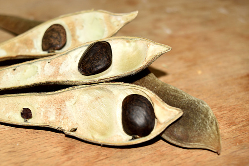 dry beans of wisteria with ripe seeds leaked