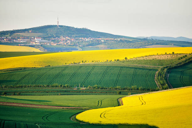 istock Spring farmland on hills. Green and yellow spring fields. 658673196