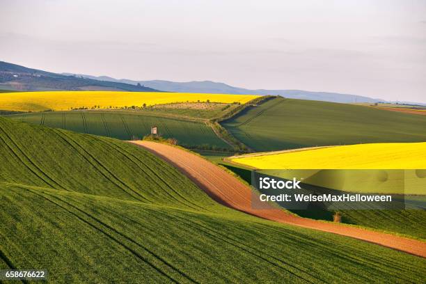 Sunny Spring Farmland On Hills Of South Moravia Stock Photo - Download Image Now - Agricultural Field, Agriculture, Animals Hunting