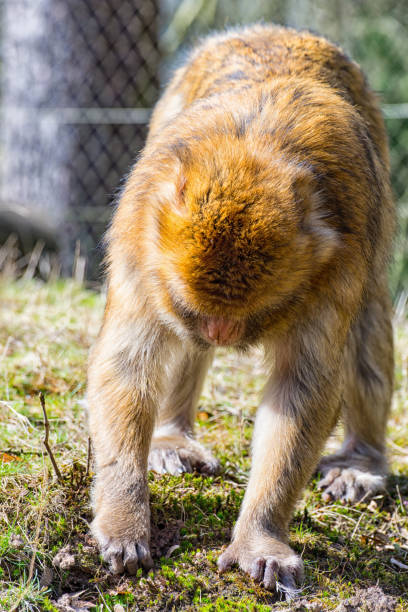 istock Berber Monkey is looking for something to eat on the meadow 658677334