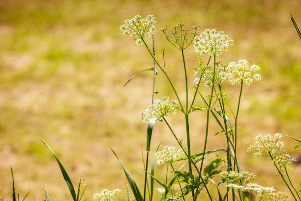 istock Wild growing herb or flowers on meadow field 658684790