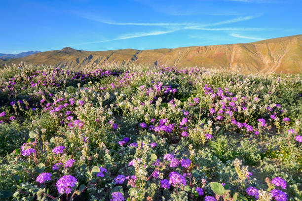 Field of Verbena, Dune Evening Primrose, Superbloom, Wildflower, Anza Borrego State Park, California Fields of Verbena and Dune Evening Primroses blanket the valley in the Anza Borrego State Park, California. Because of an unusually wet winter, flowers are blooming early and are plentiful. borrego springs photos stock pictures, royalty-free photos & images