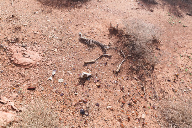 Red or brown dirt ground with bushes, litter, and the bones of a small animal.
