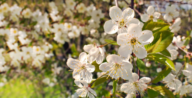 istock Cherry blossom. Spring flowers background. Cherry blooming tree 658718410
