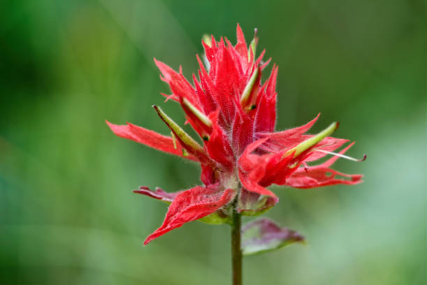 pennello indiano su sfondo verde - indian paintbrush foto e immagini stock