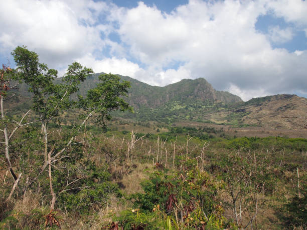 istock Trees, brush, and dry grass with Mountain range in the distance 658718944