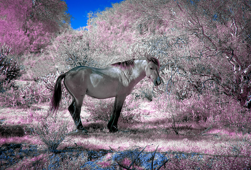 Wild horse in infrared in Arizona