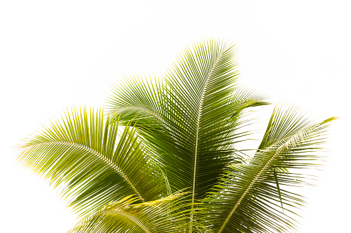 Top view of tropical palm leaves branch and swiss cheese plant isolated on white background with copy space.