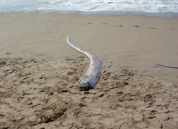 Dead Oarfish 'Sea Serpent' washes ashore on a beach in Mexico.  Oarfish dive more than 3,000 feet deep, sighting of the creatures are rare.