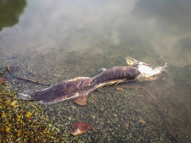 istock Dead fish on the river. dark water water pollution 658774176
