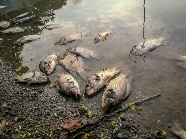 Dead fish on the river. dark water water pollution stock photo