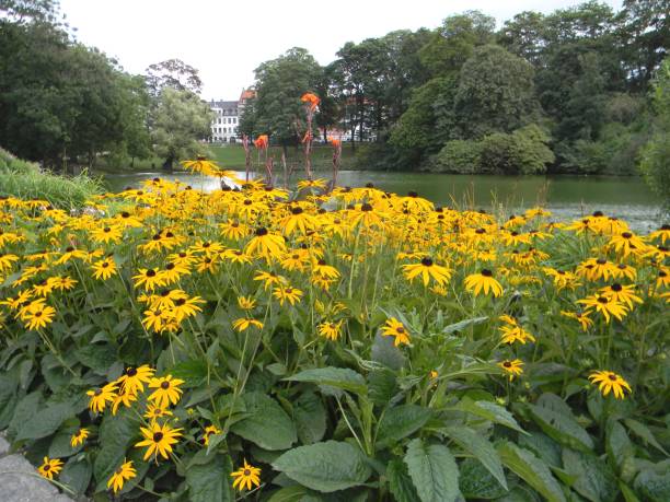 Photo of Black-eyed-Susans by the River
