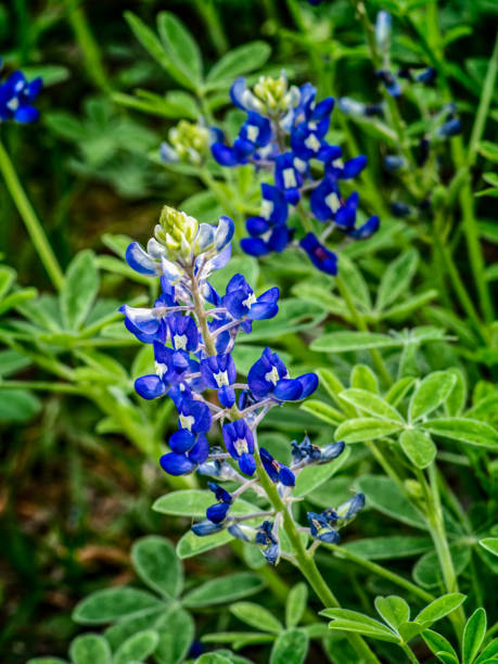istock Closeup of a Bluebonnet 658794566