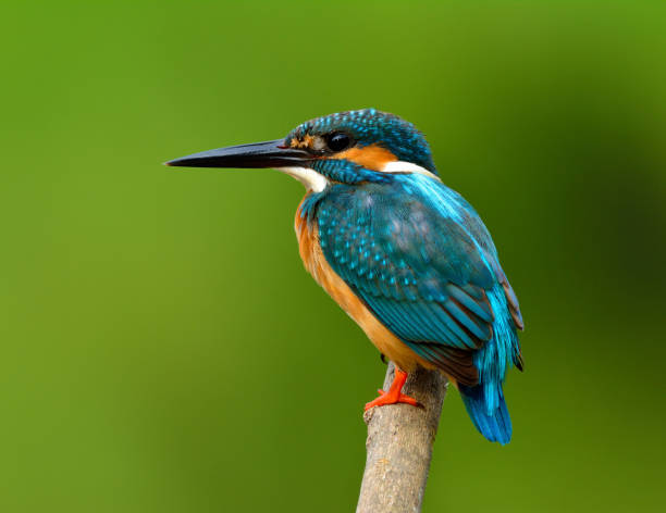 istock Common kingfisher bird the beautiful blue with brown belly 658797006