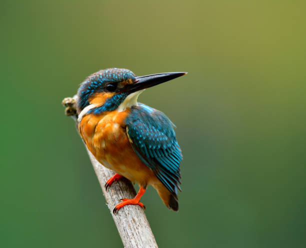 istock Common kingfisher bird the beautiful blue with brown belly 658797022